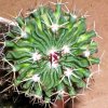 Echinofossulocactus